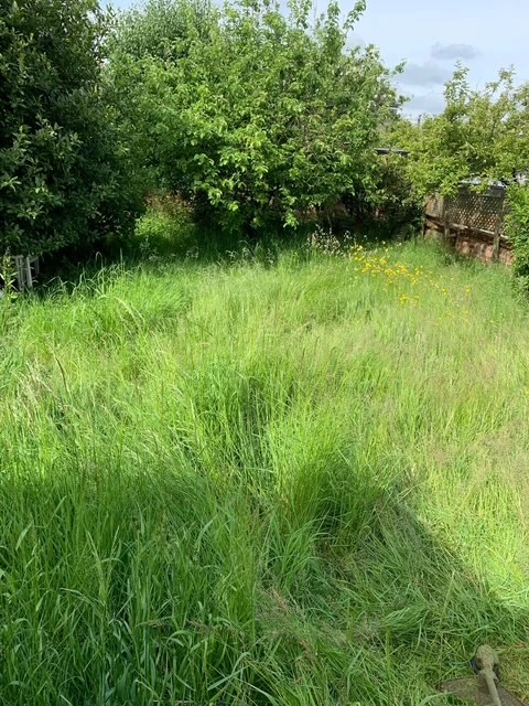 Lawn Recovery & First Cut